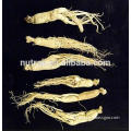 GMP pesticide Free Panax ginseng powder from ginseng root extract low price
